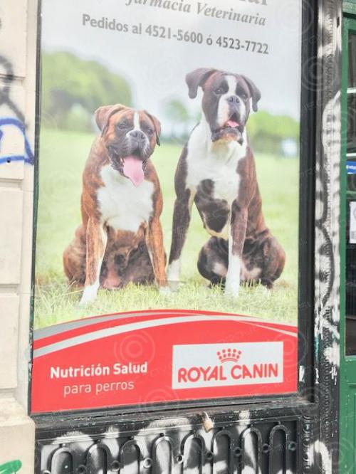 royal-canin-4.jpg